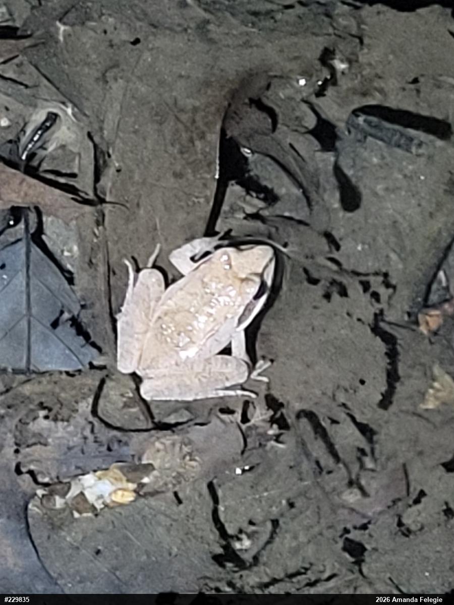 Wood Frog