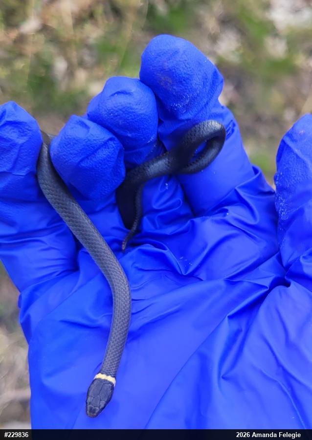 Northern Ring-necked Snake