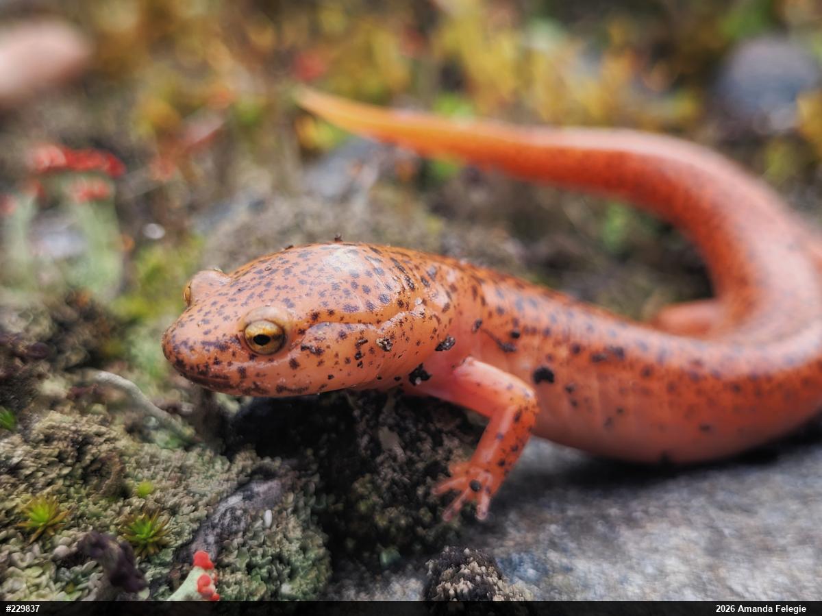 Northern Red Salamander