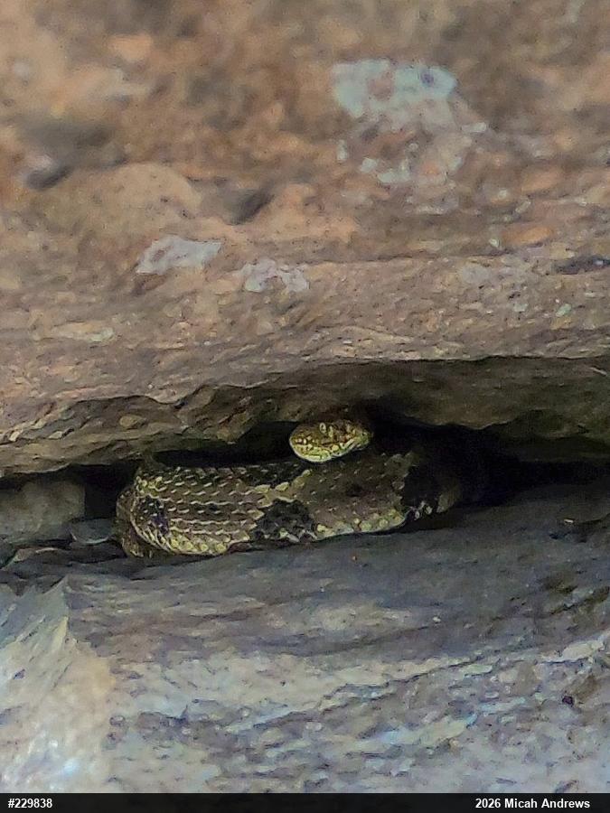 Timber Rattlesnake