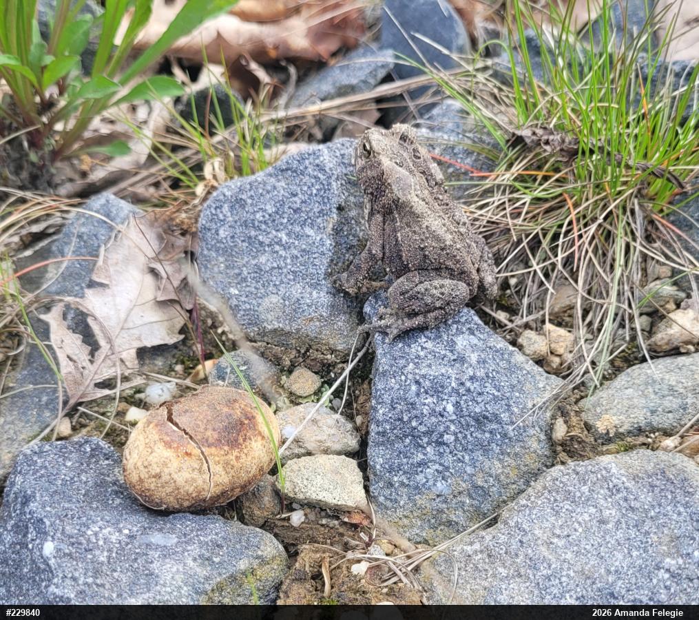Eastern American Toad