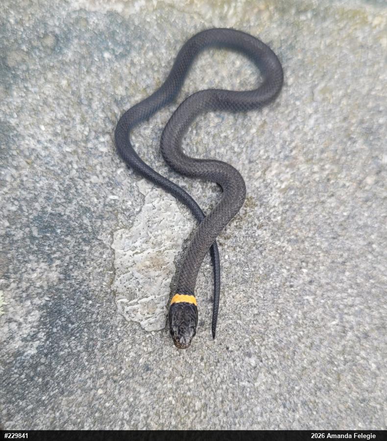 Northern Ring-necked Snake