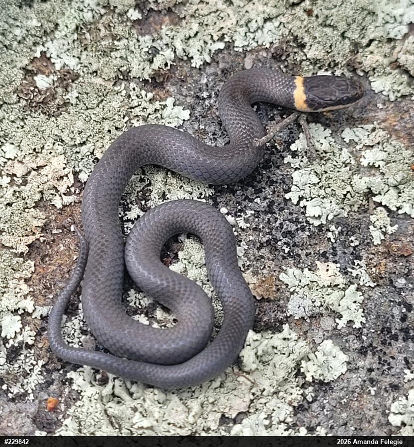 Northern Ring-necked Snake