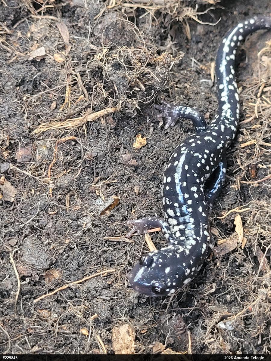 Northern Slimy Salamander