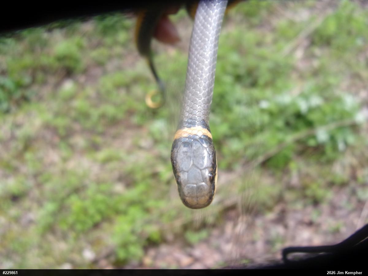 Northern Ring-necked Snake