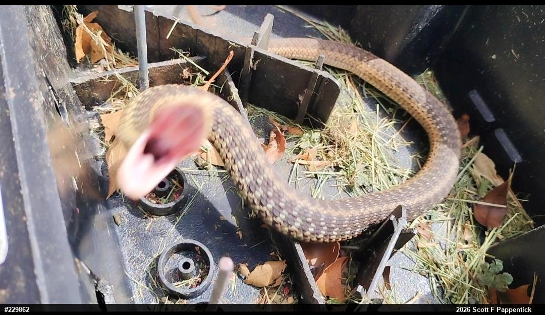 Eastern Gartersnake
