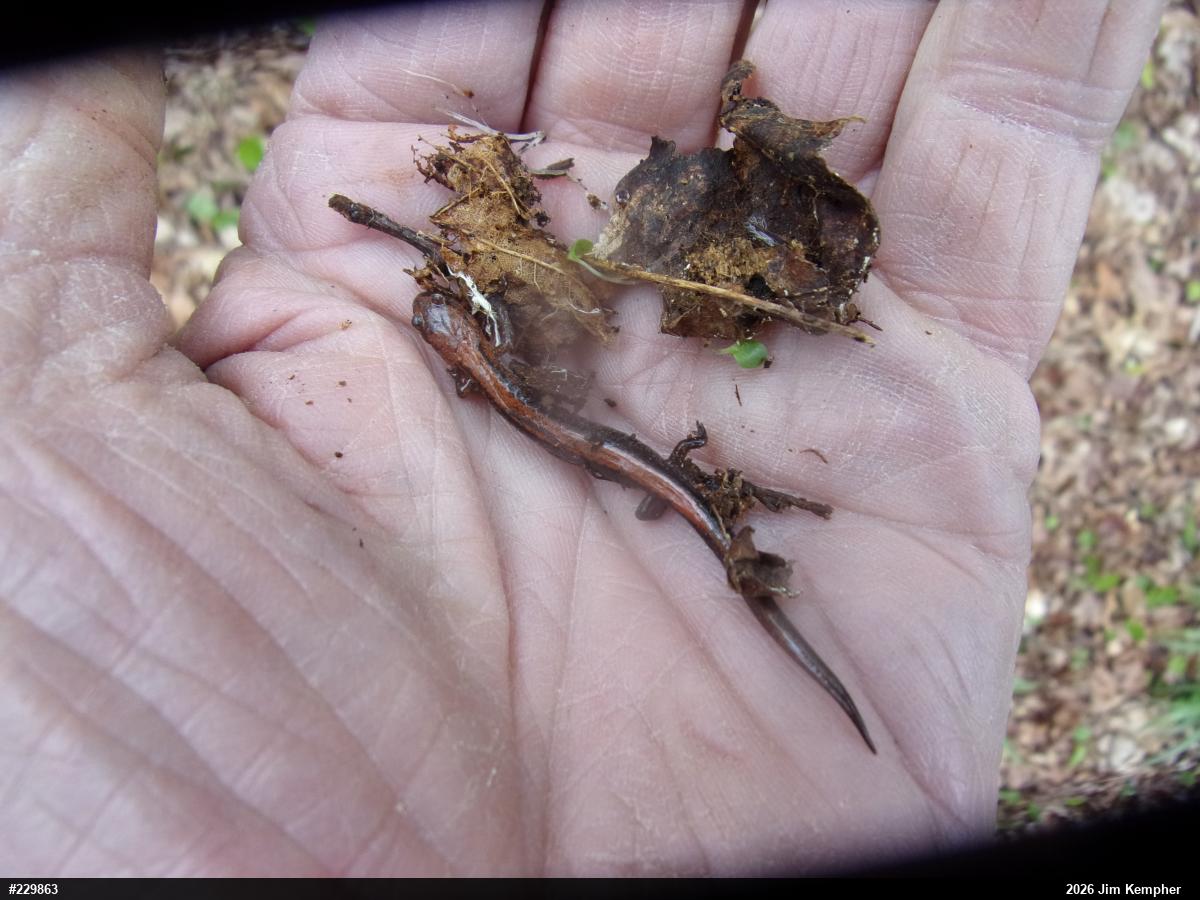 Eastern Red-backed  Salamander