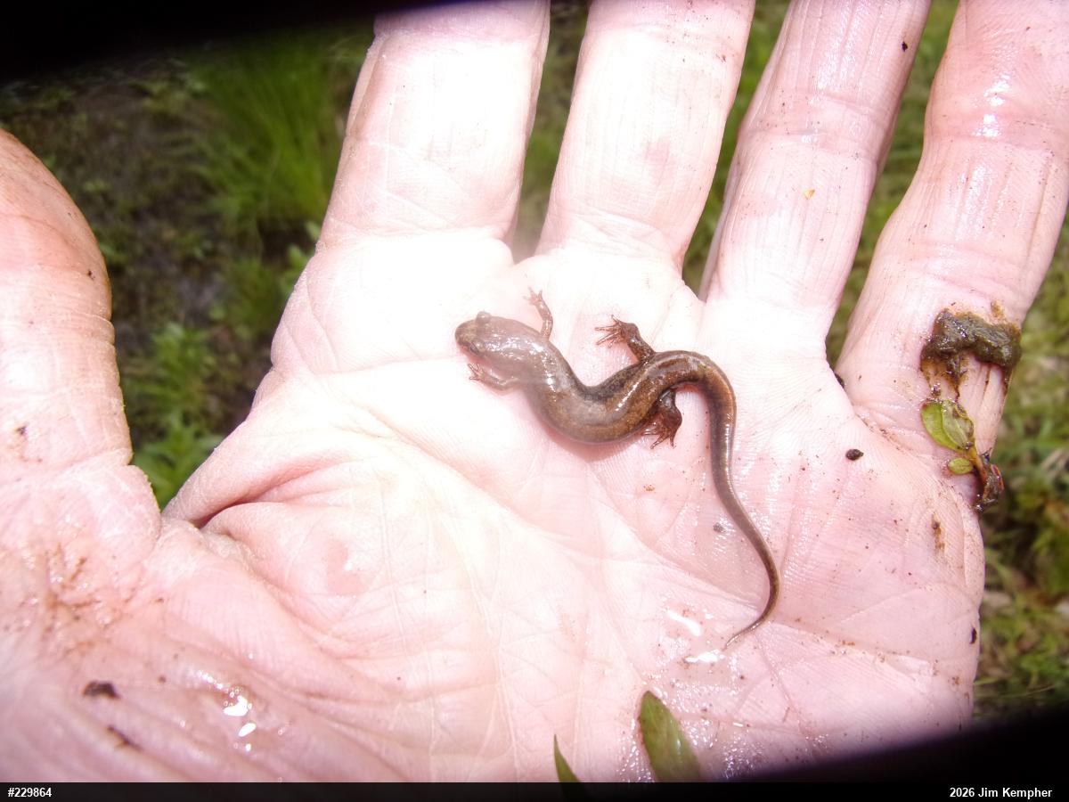 Allegheny Mountain Dusky Salamander