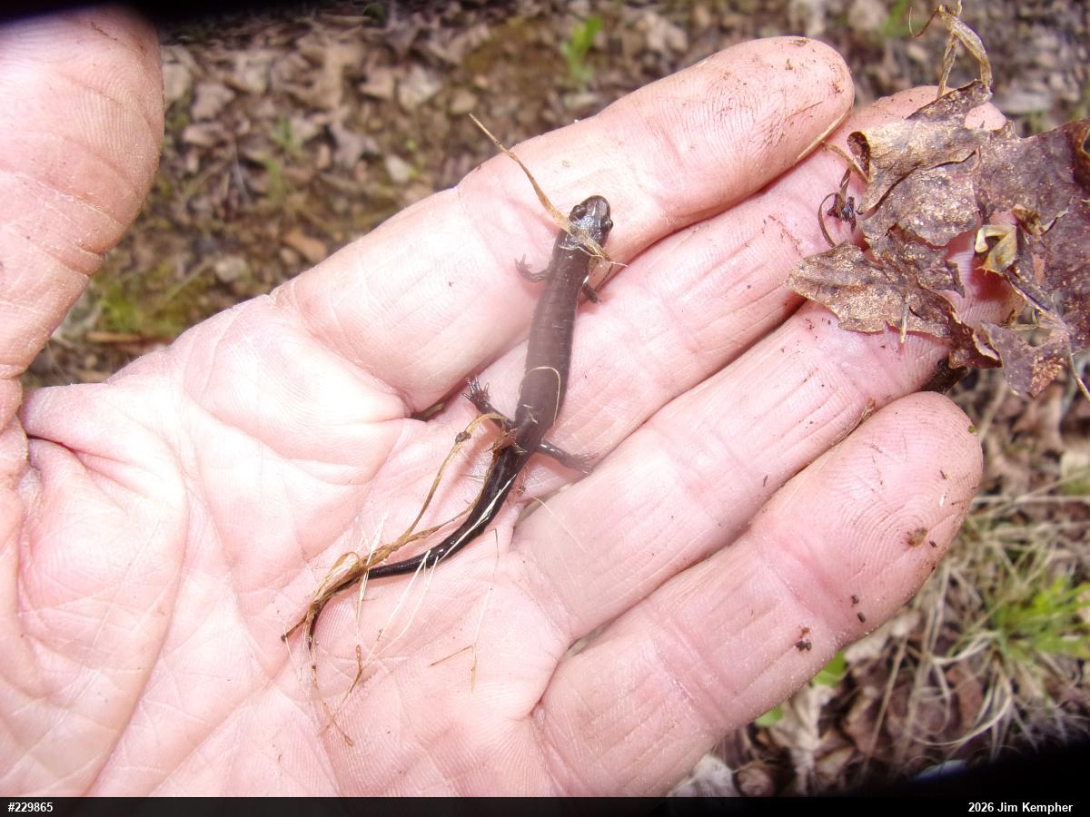Allegheny Mountain Dusky Salamander