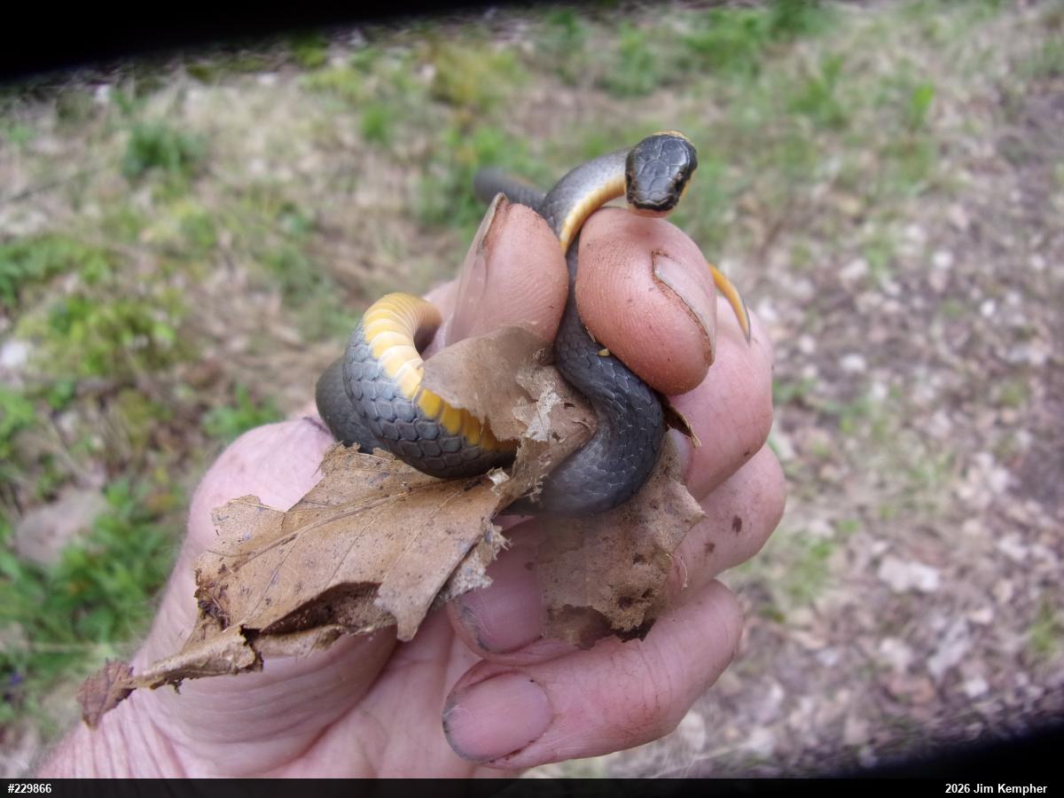 Northern Ring-necked Snake