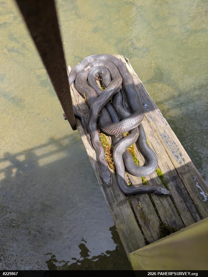Eastern Ratsnake