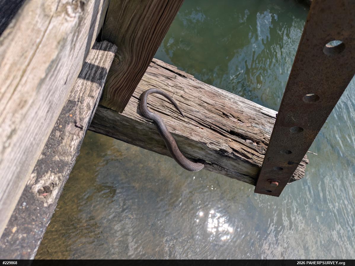 Eastern Ratsnake