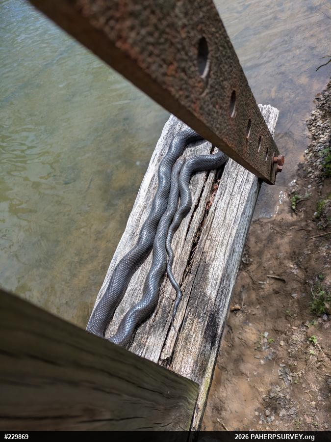 Eastern Ratsnake