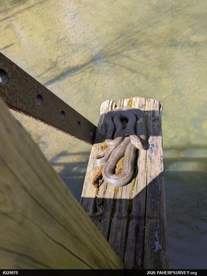 Eastern Ratsnake