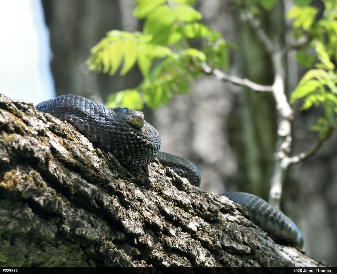 Eastern Ratsnake