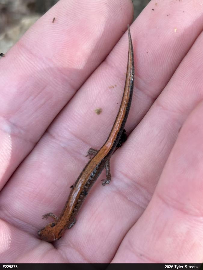 Eastern Red-backed  Salamander