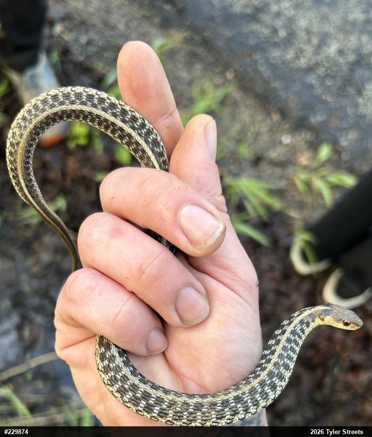 Eastern Gartersnake