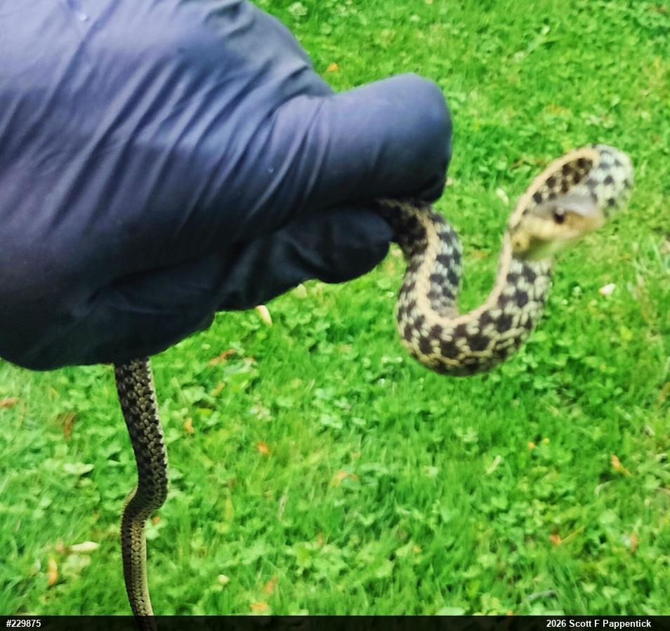 Eastern Gartersnake