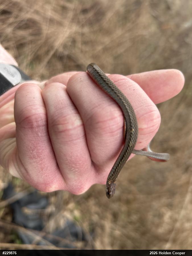 Red-bellied Snake