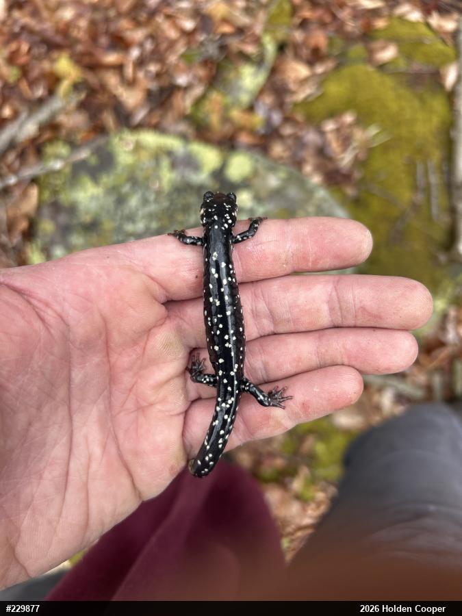 Northern Slimy Salamander