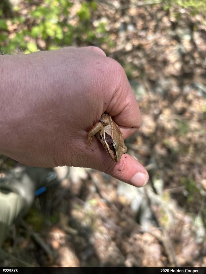 Wood Frog