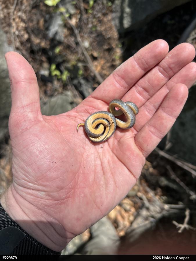 Northern Ring-necked Snake