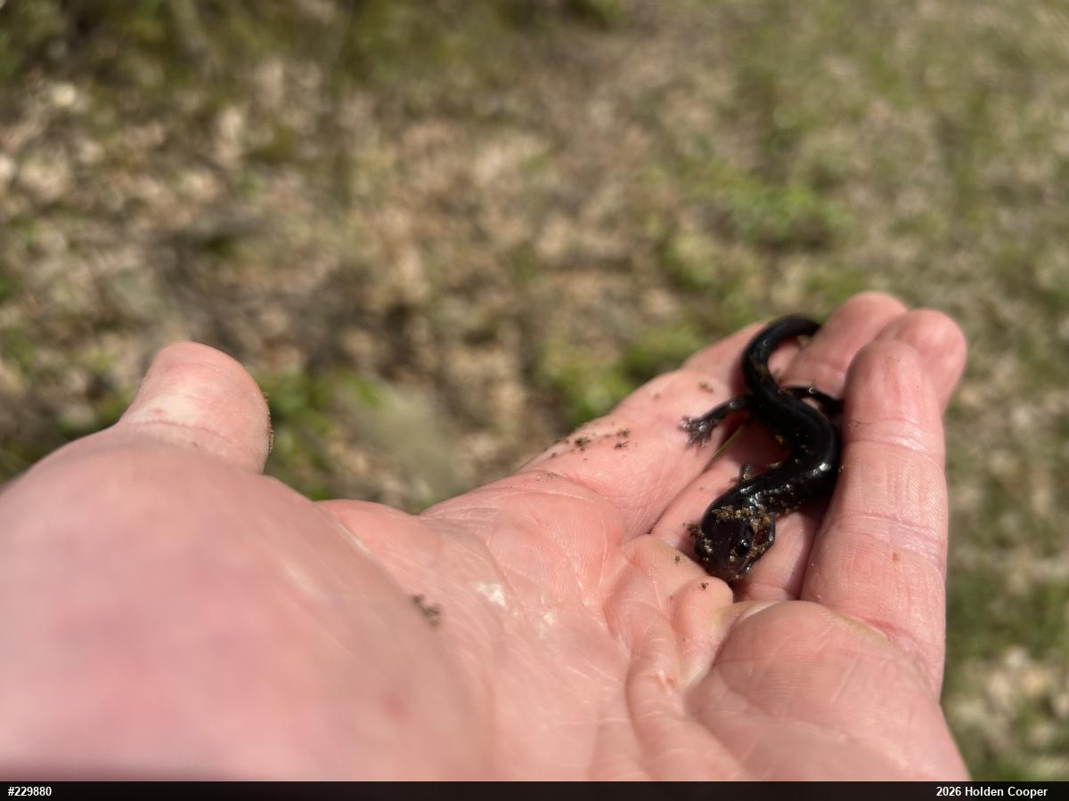 Wehrle's Salamander