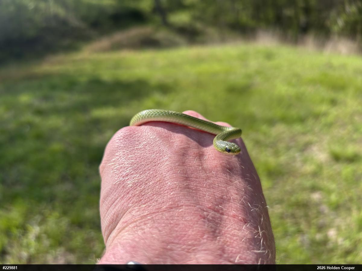Smooth Greensnake