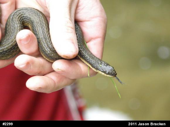 Queensnake