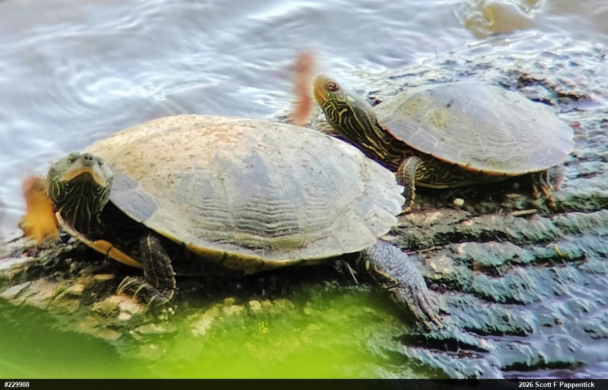 Northern Map Turtle