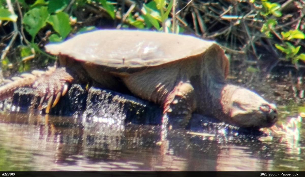 Snapping Turtle