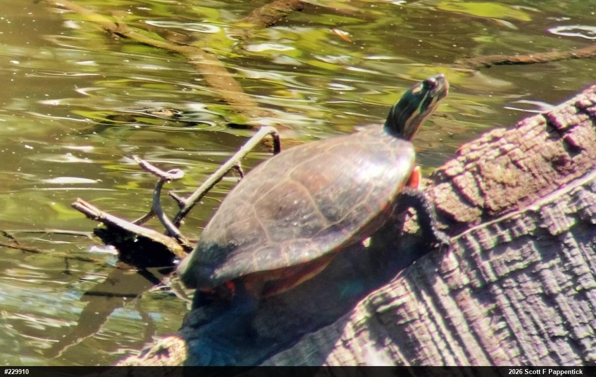 Eastern Painted Turtle