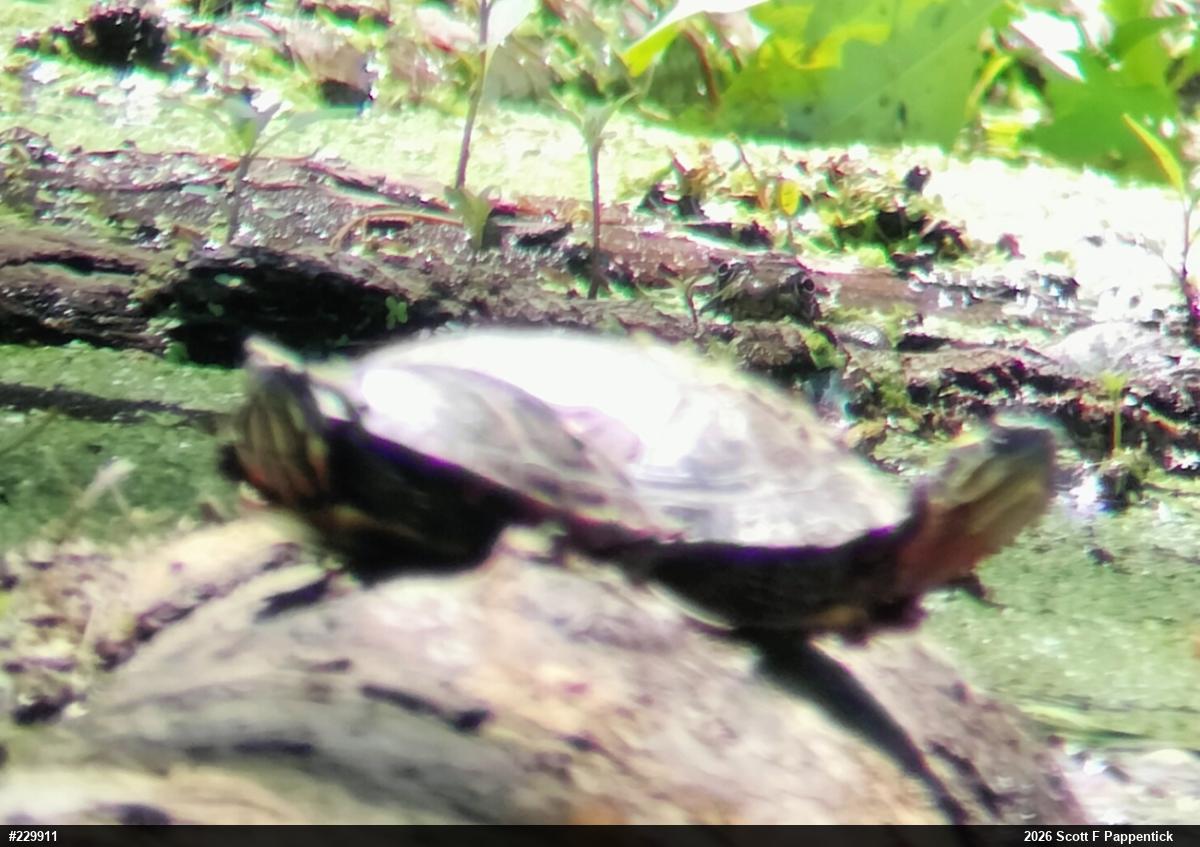 Painted Turtle