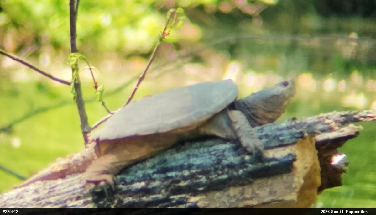 Snapping Turtle