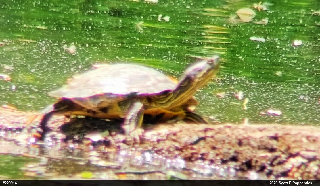 Red-eared Slider