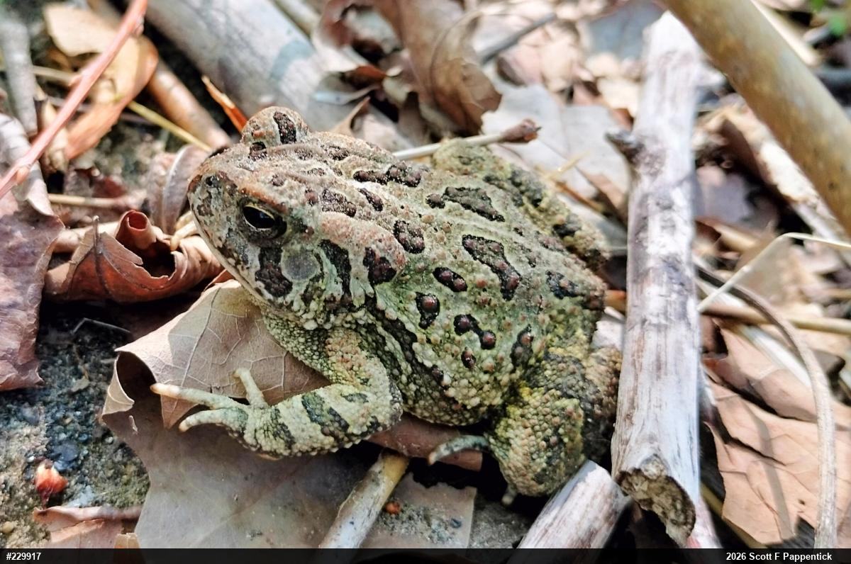 Fowler's Toad