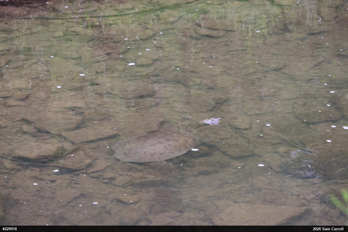 Eastern Spiny Softshell