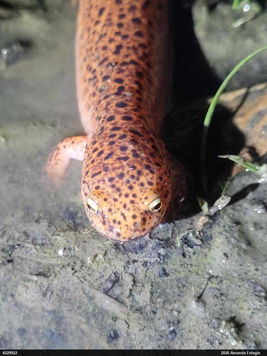 Northern Red Salamander