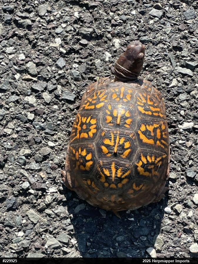 Eastern Box Turtle