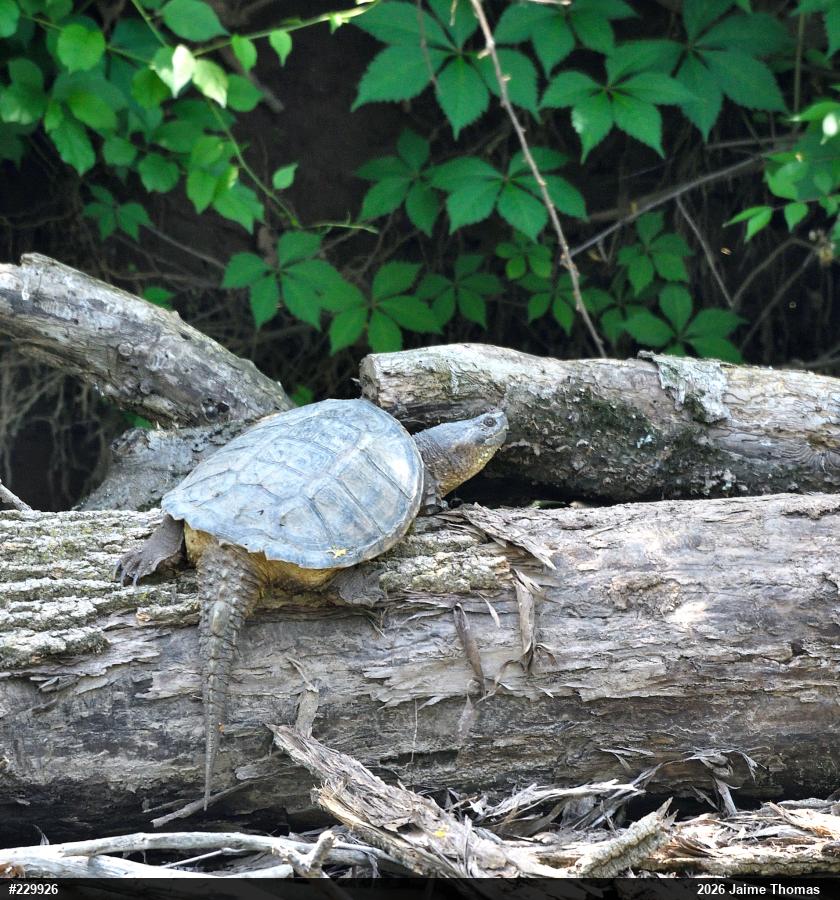 Snapping Turtle