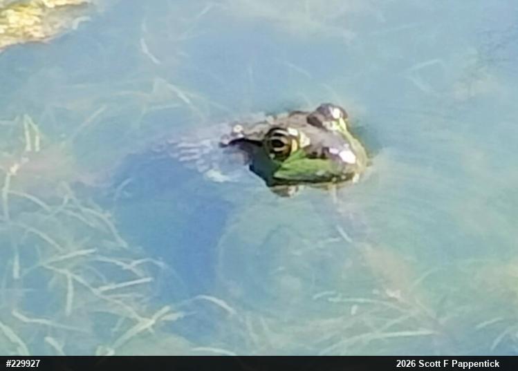 American Bullfrog