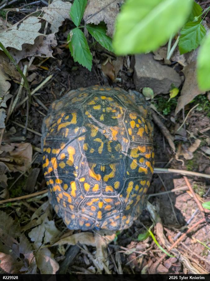 Eastern Box Turtle