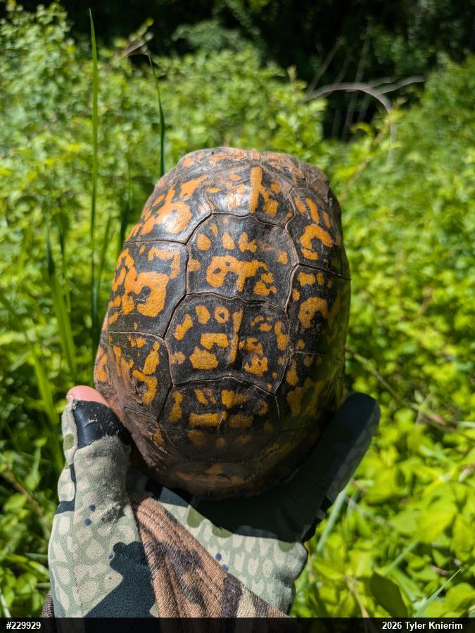 Eastern Box Turtle