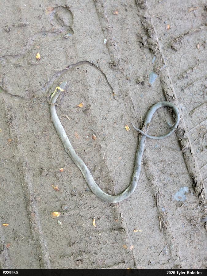 Northern Ring-necked Snake