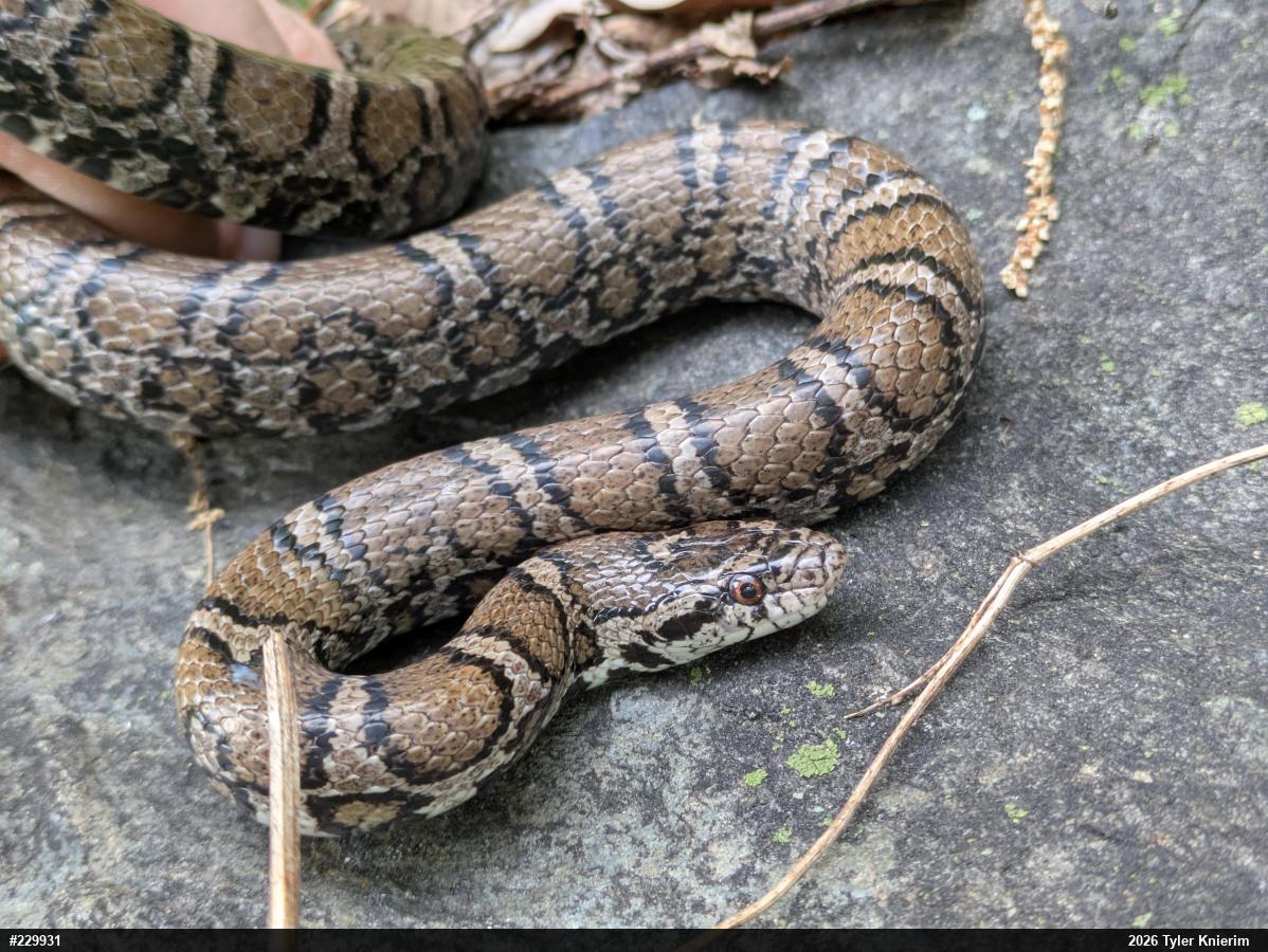 Eastern Milksnake