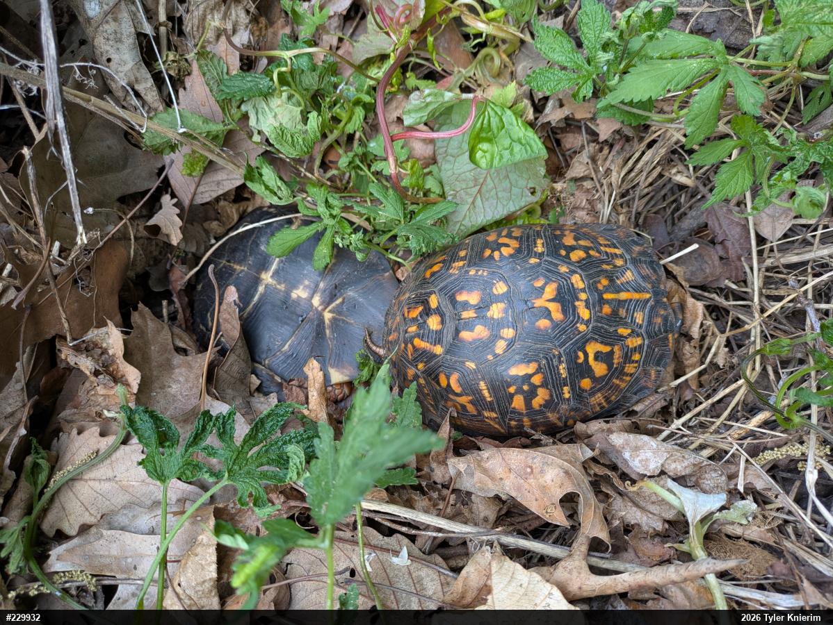 Eastern Box Turtle