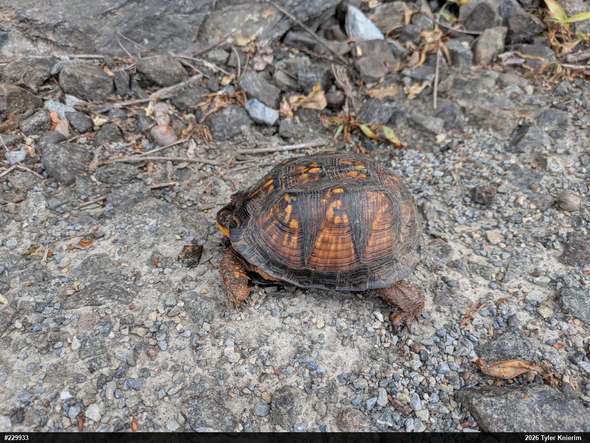 Eastern Box Turtle