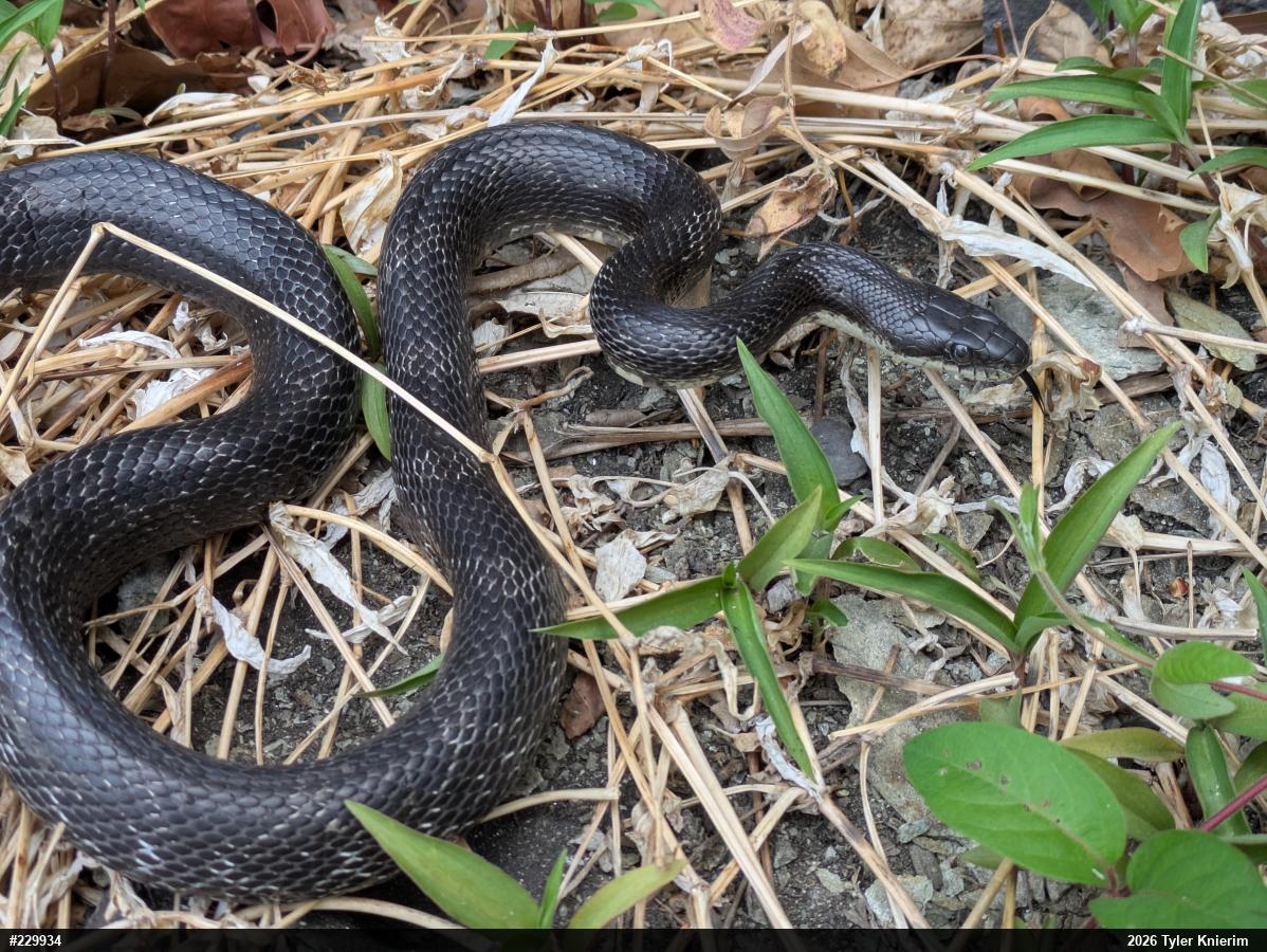 Eastern Ratsnake