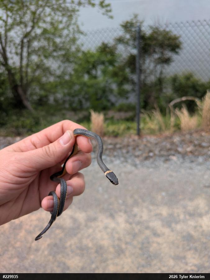 Northern Ring-necked Snake