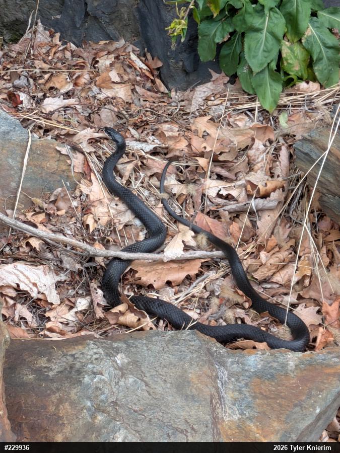 Northern Black Racer